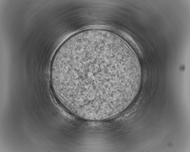 X0000096440852200802211208