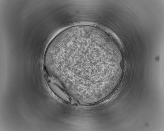 X0000096440860200802211208