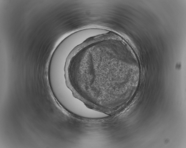 X0000096440862200802211208