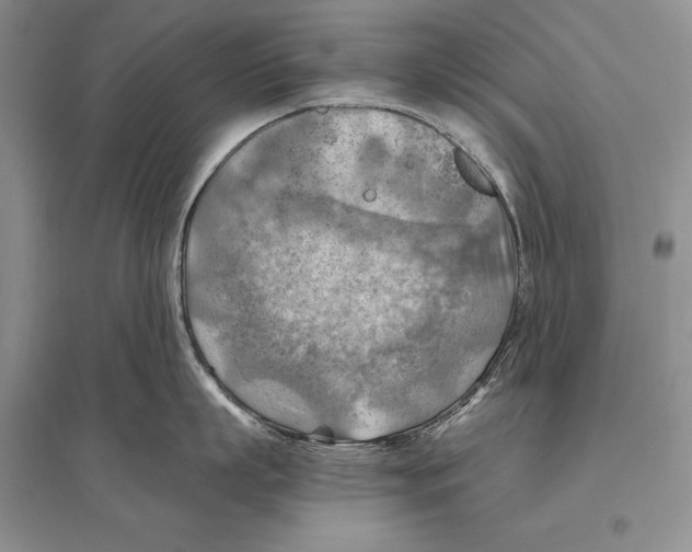 X0000096440863200802211208