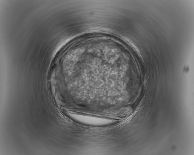 X0000096440877200802211208