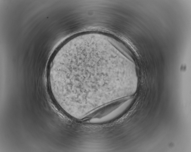 X0000096440888200802211207