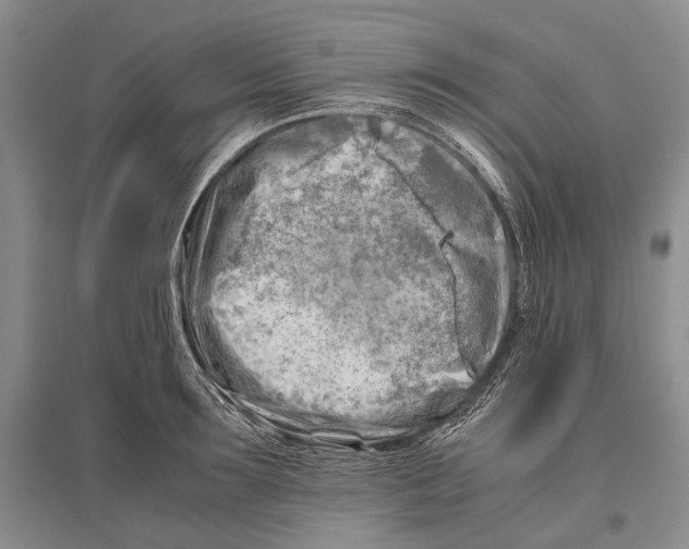 X0000096440899200802211207