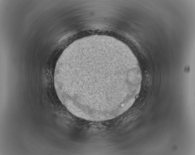 X0000096440918200802211206