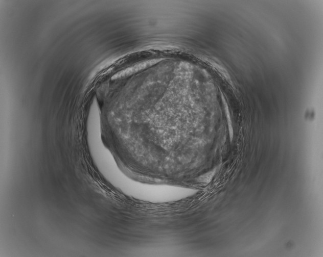 X0000096440920200802211206