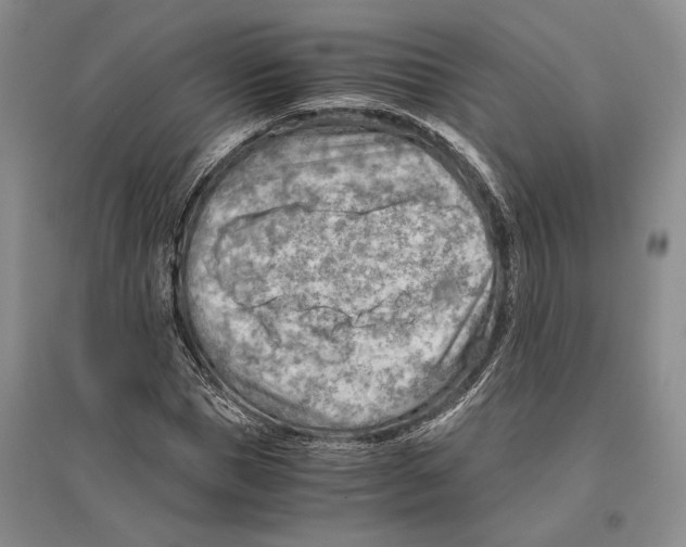 X0000096440921200802211206