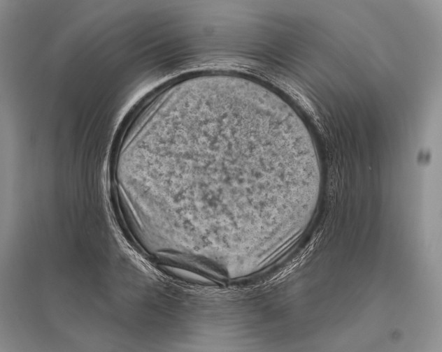 X0000096440936200802211207