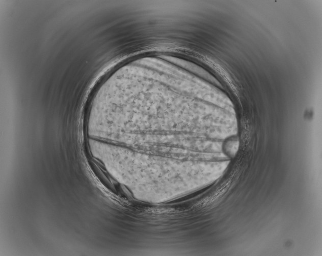 X0000096440939200802211207