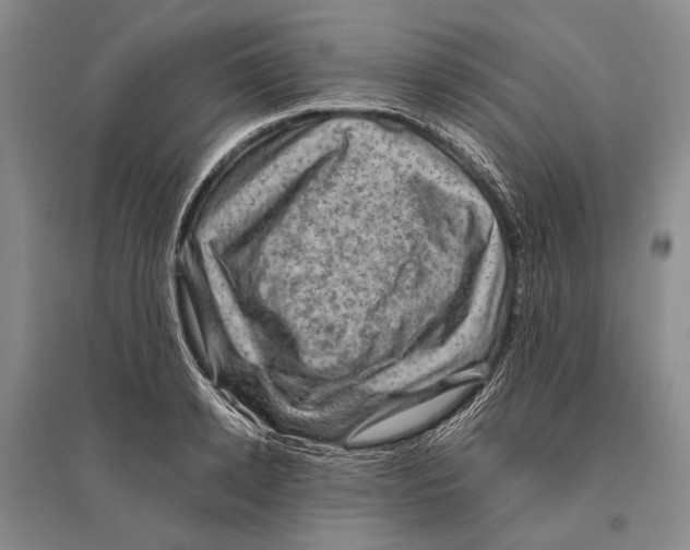 X0000096440942200802211207