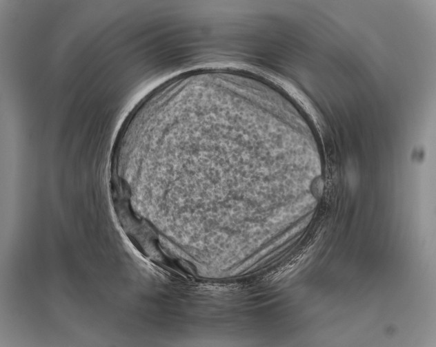 X0000096440951200802211207