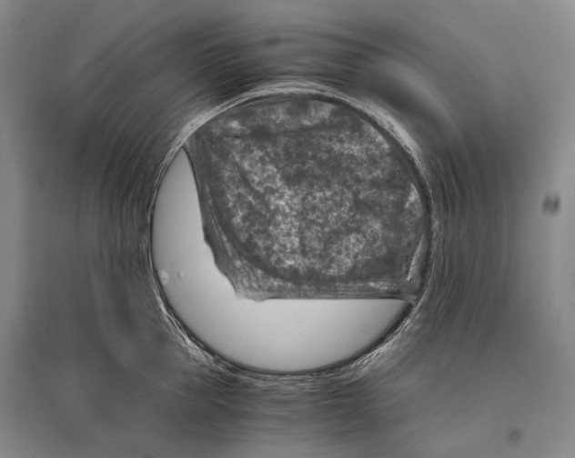 X0000096440953200802211207