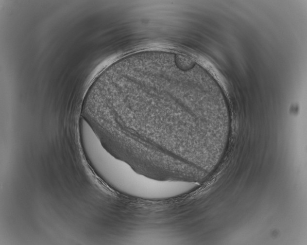 X0000096440954200802211207