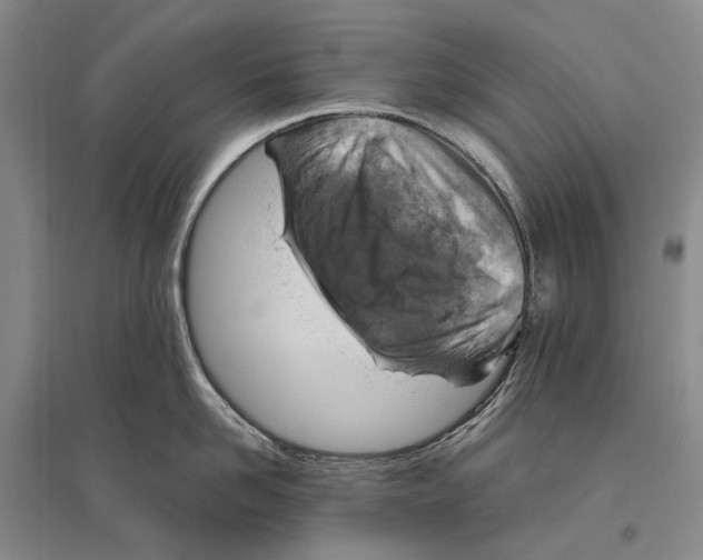 X0000096440958200802211207