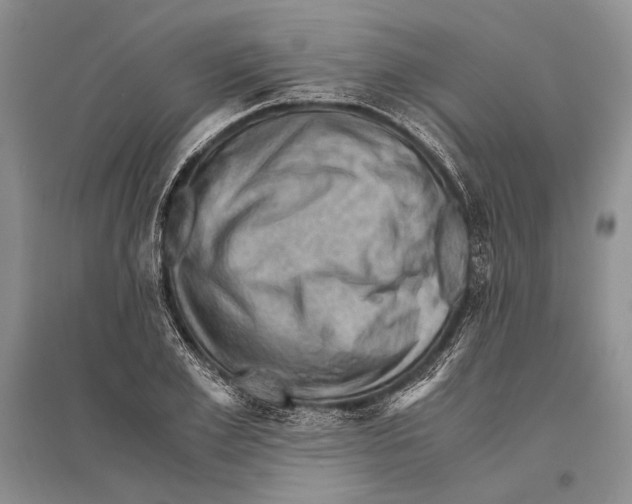 X0000096440981200802211206