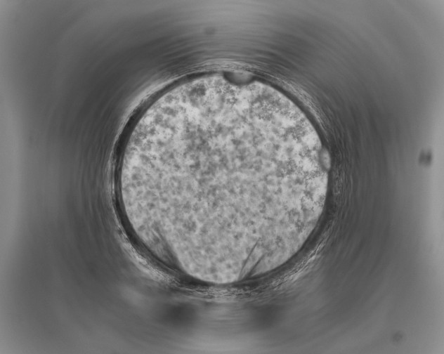 X0000096440987200802211206