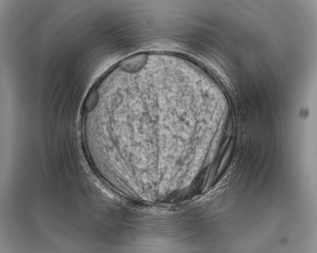 X0000096440990200802211206