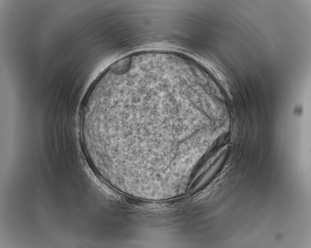 X0000096440998200802211206