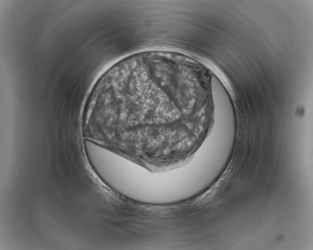 X0000096441004200802211206