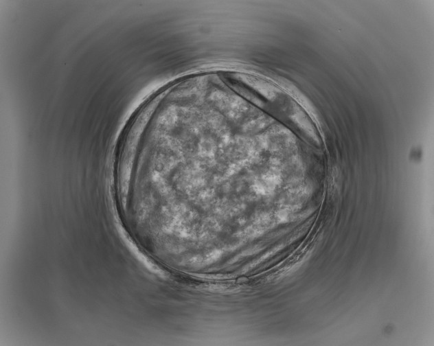 X0000096441005200802211206