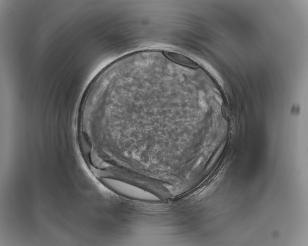 X0000096441007200802211206