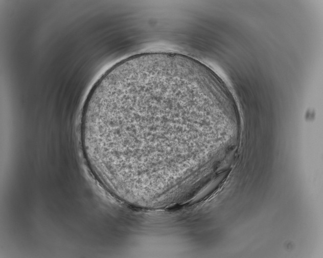 X0000096441008200802211206