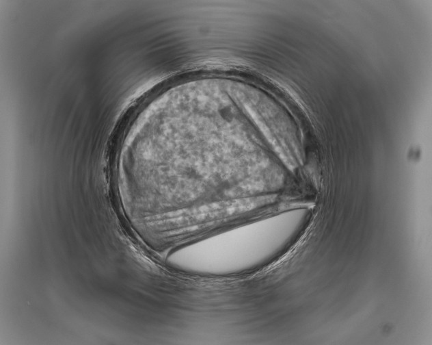 X0000096441018200802211205