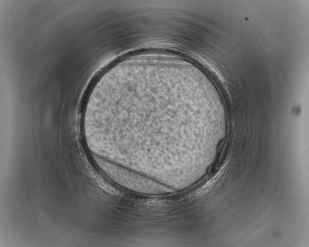 X0000096441029200802211205