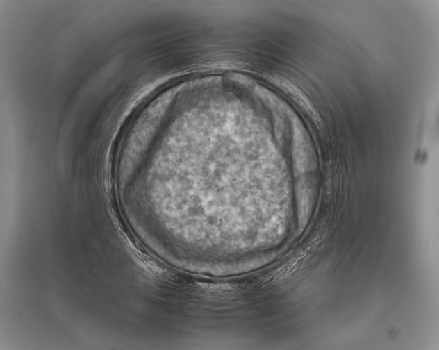 X0000096441031200802211205