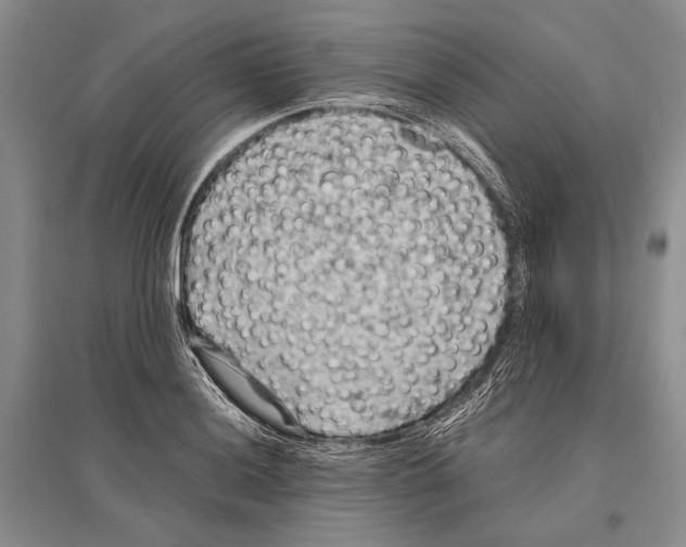 X0000096441036200802211205