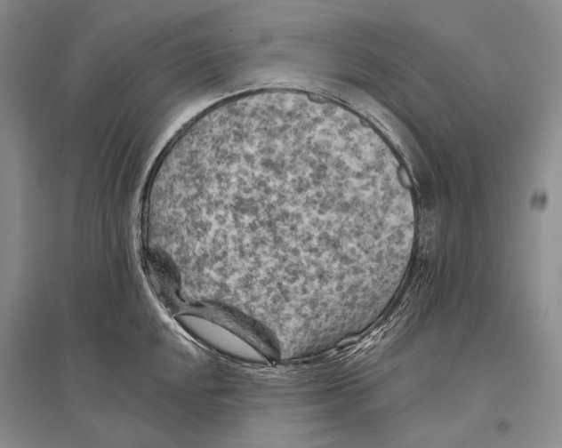 X0000096441048200802211205