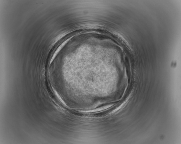 X0000096441065200802211205