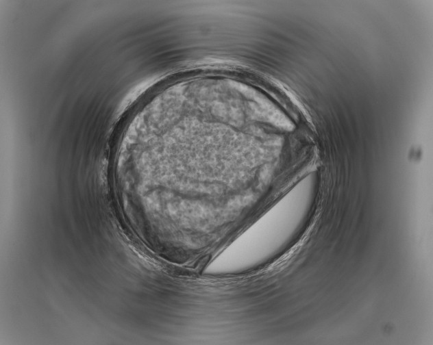 X0000096441066200802211205