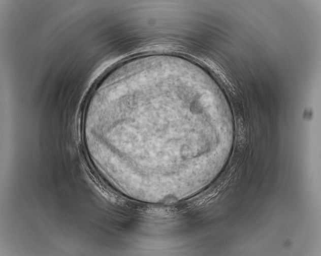 X0000096441078200802211205