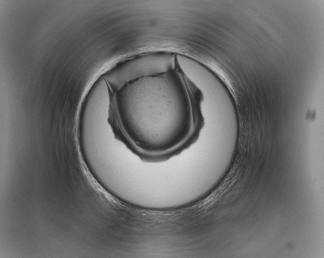 X0000096441088200802211204