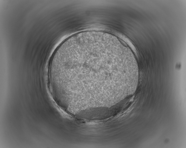 X0000096441099200802211204