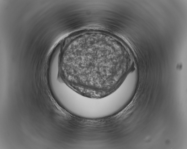 X0000096441115200802211204