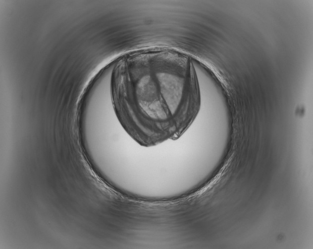 X0000096441118200802211204