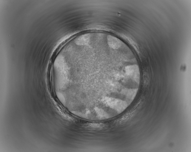 X0000096441125200802211204