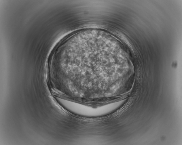 X0000096441132200802211204