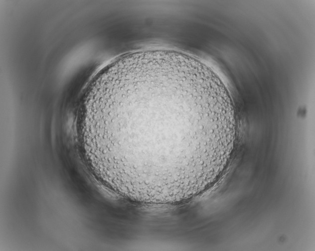 X0000096441150200802211204