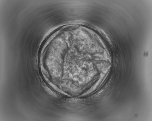 X0000096441184200802211203