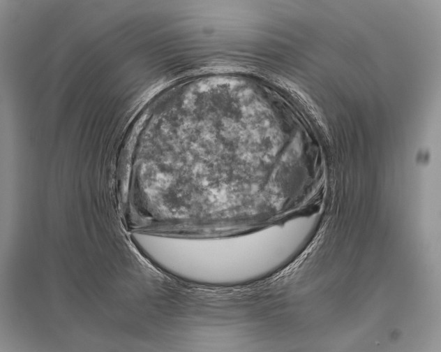 X0000096441185200802211203