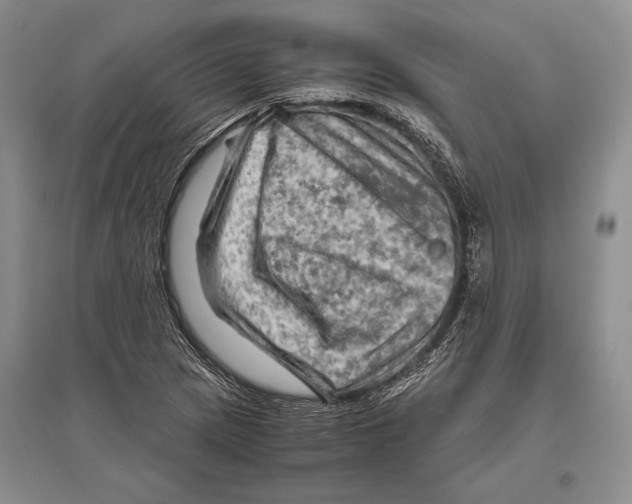 X0000096441217200802211202