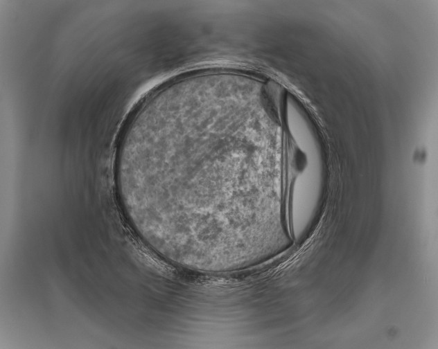 X0000096441222200802211202