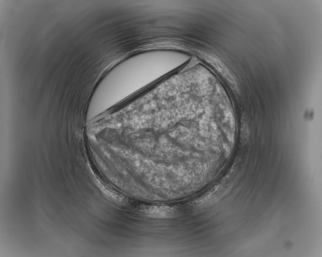 X0000096441233200802211202