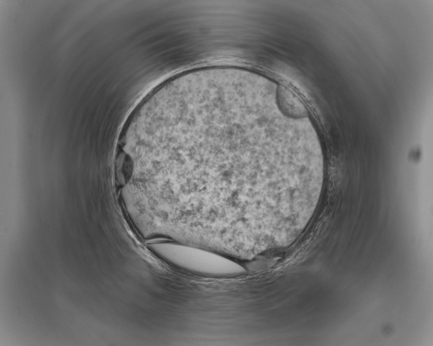 X0000096441236200802211203