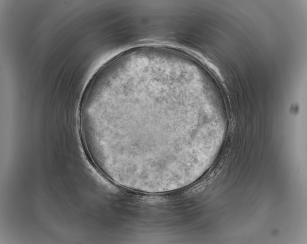 X0000096441239200802211203