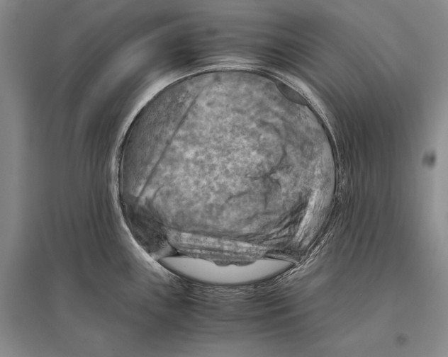 X0000096441243200802211203