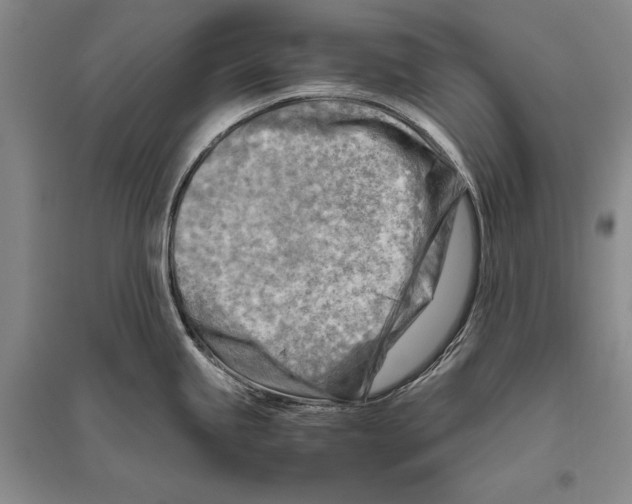 X0000096441245200802211203