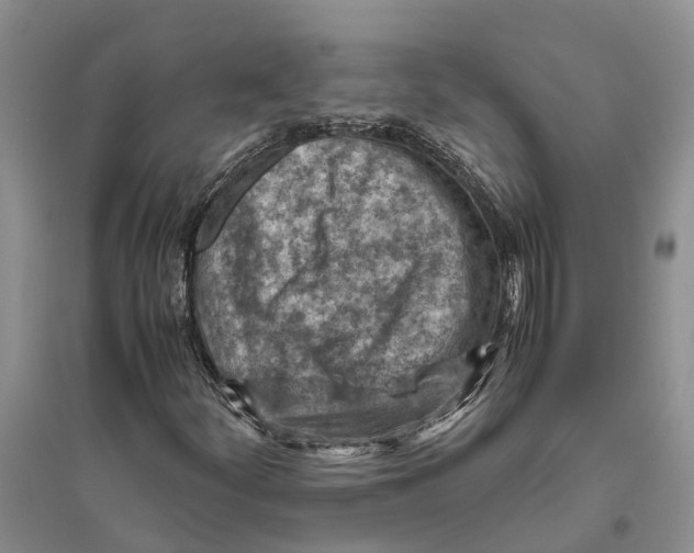 X0000096441252200802211202